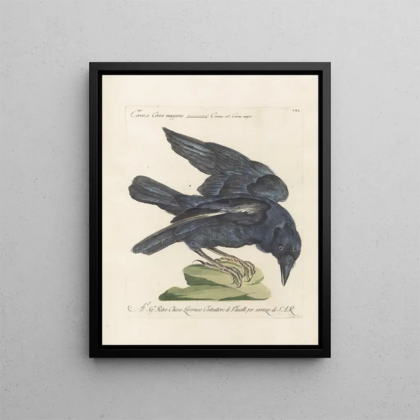 Saverio Manetti - Ornithologia methodice digesta Pl137.webp