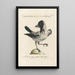 Ornithologia methodice digesta Pl143 - Saverio Manetti — framed artwork on a wall