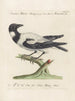 Vogelkennis systematisch geordend Pl144 - Saverio Manetti — weergave van het kunstwerk