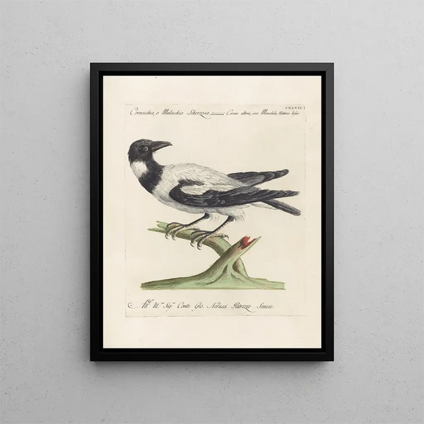 Saverio Manetti - Ornithologia methodice digesta Pl144.webp