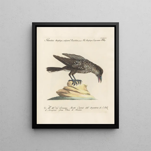Ornithologie methodisch verteerd Pl158 - Saverio Manetti — ingelijst kunstwerk aan de muur