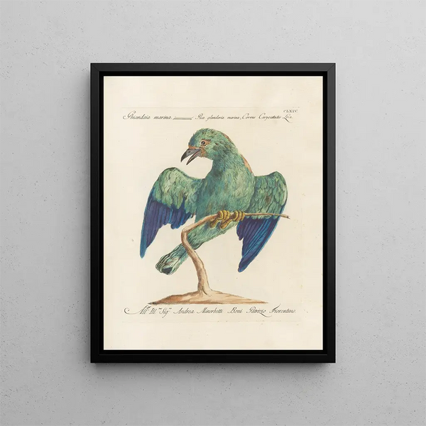 Saverio Manetti - Ornithologia methodice digesta Pl159.webp