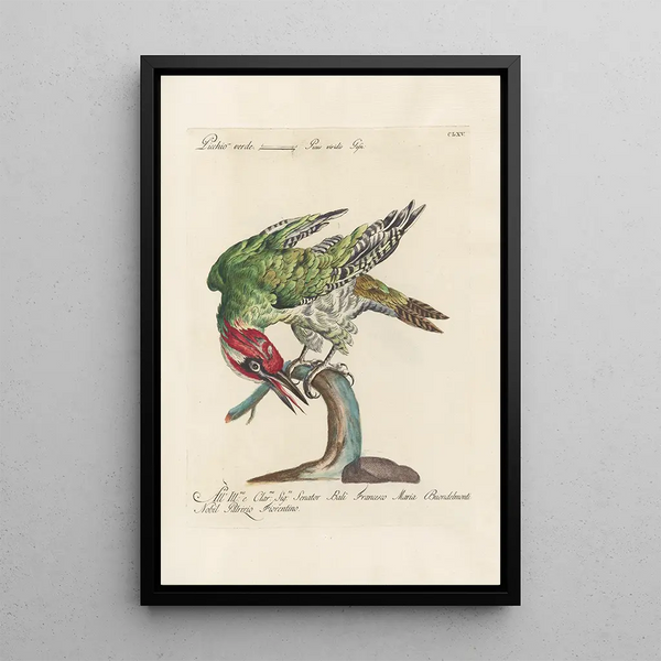 Saverio Manetti - Ornithologia methodice digesta Pl160.webp