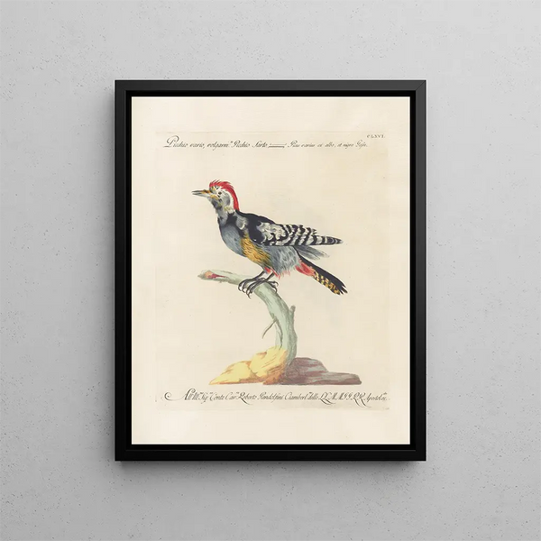 Vogelkennis systematisch geordend Pl161 - Saverio Manetti — ingelijst kunstwerk aan de muur