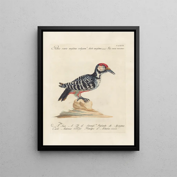Vogelkennis systematisch geordend Pl164 - Saverio Manetti — ingelijst kunstwerk aan de muur