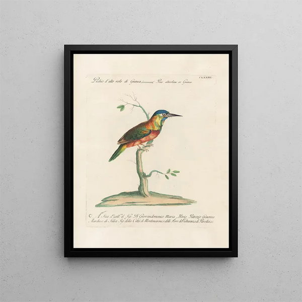 Vogelkennis systematisch geordend Pl166 - Saverio Manetti — ingelijst kunstwerk aan de muur