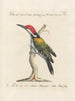 Vogelkennis systematisch geordend Pl168 - Saverio Manetti — weergave van het kunstwerk