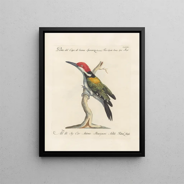 Vogelkennis systematisch geordend Pl168 - Saverio Manetti — ingelijst kunstwerk aan de muur