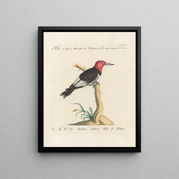 Vogelkennis systematisch gedigesteerde Schilderij Pl169 - Saverio Manetti — ingelijst kunstwerk aan de muur