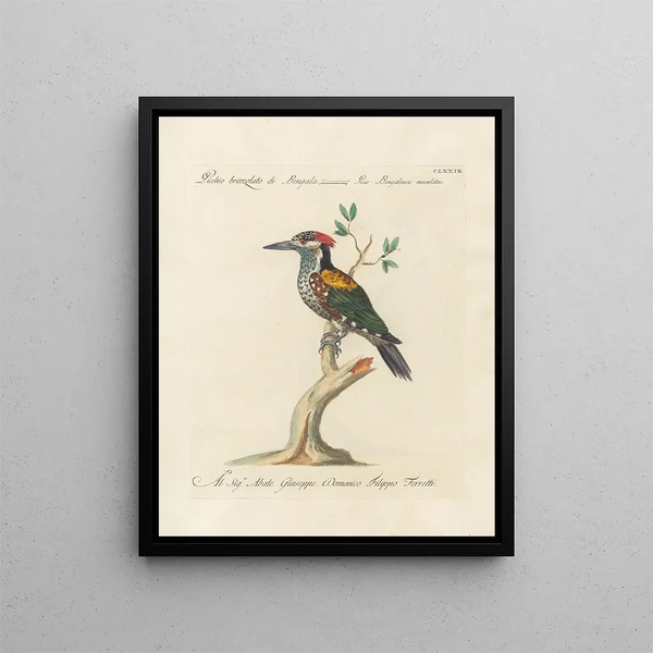 L'ornithologie heeft methodisch verteerd Pl172 - Saverio Manetti — ingelijst kunstwerk aan de muur