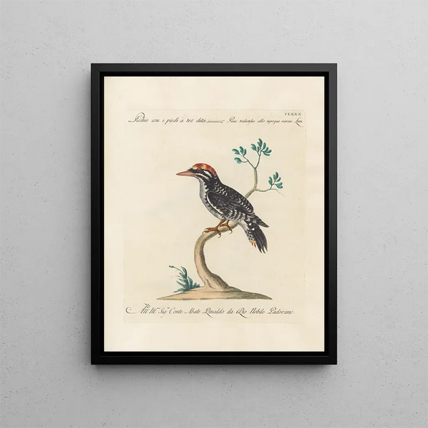 L'ornithologie heeft methodisch verteerd Pl173 - Saverio Manetti — ingelijst kunstwerk aan de muur