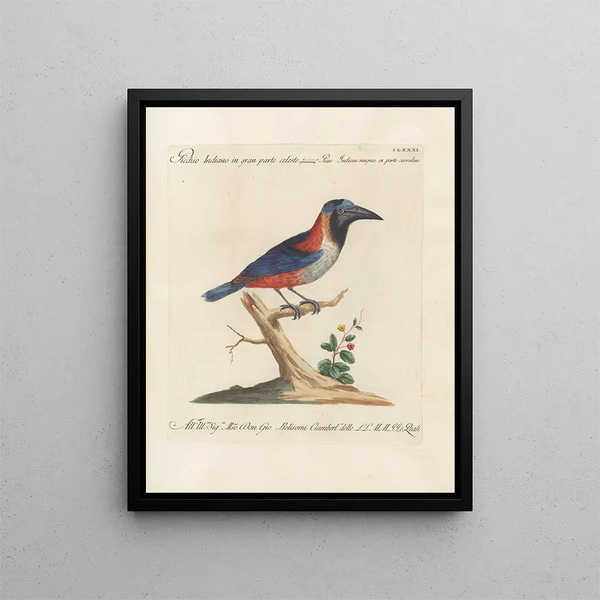 L'ornithologie heeft methodisch verteerd Pl174 - Saverio Manetti — ingelijst kunstwerk aan de muur