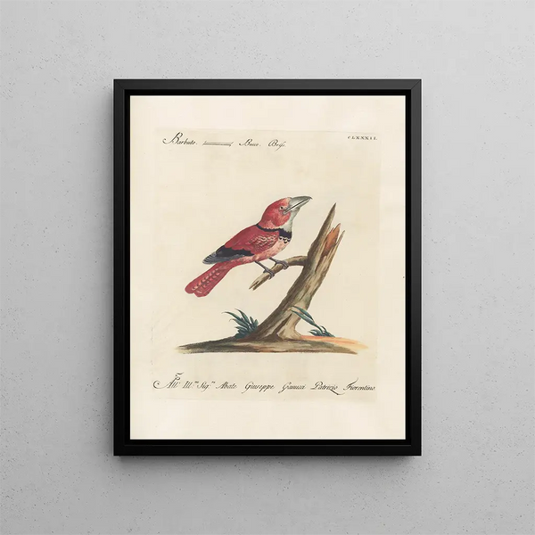 L'ornithologie heeft methodisch verteerd Pl175 - Saverio Manetti — ingelijst kunstwerk aan de muur