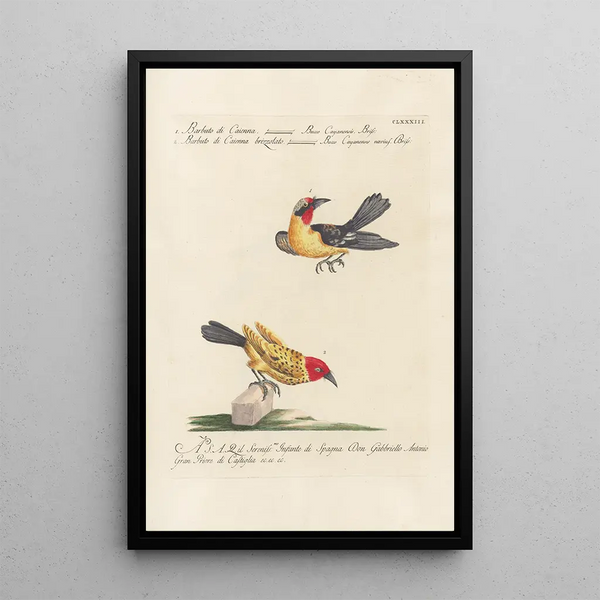 Saverio Manetti - Ornithologia methodice digesta Pl176.webp