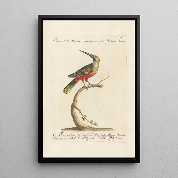 Saverio Manetti - Ornithologia methodice digesta Pl177.webp