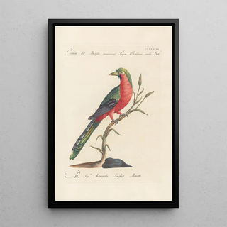 Saverio Manetti - Ornithologia methodice digesta Pl178.webp