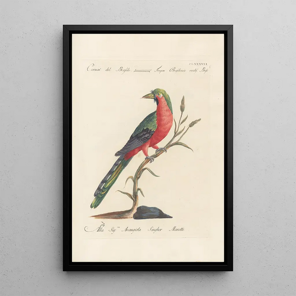 Saverio Manetti - Ornithologia methodice digesta Pl178.webp