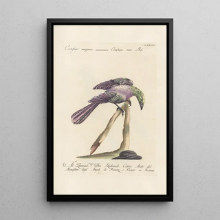 Saverio Manetti - Ornithologia methodice digesta Pl182.webp