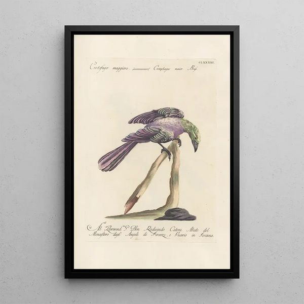 Saverio Manetti - Ornithologia methodice digesta Pl182.webp