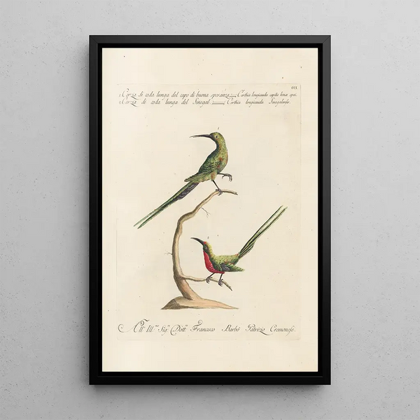 Saverio Manetti - Ornithologia methodice digesta Pl188.webp