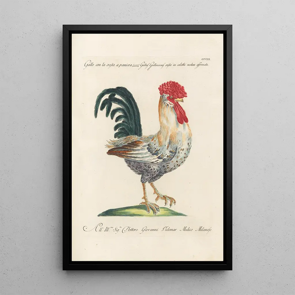Saverio Manetti - Ornithologia methodice digesta Pl190.webp