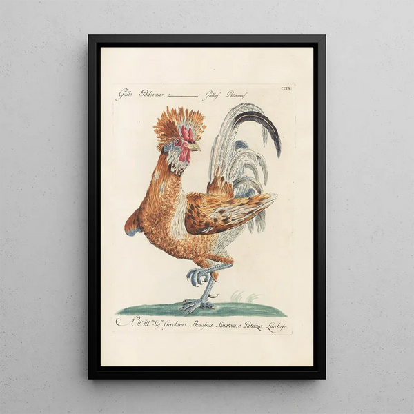 Saverio Manetti - Ornithologia methodice digesta Pl191.webp