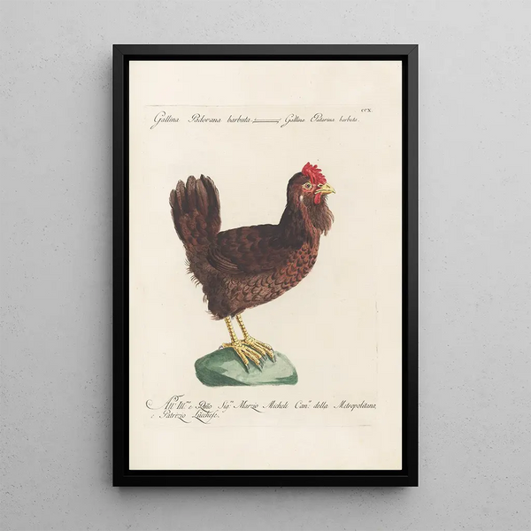 Saverio Manetti - Ornithologia methodice digesta Pl192.webp