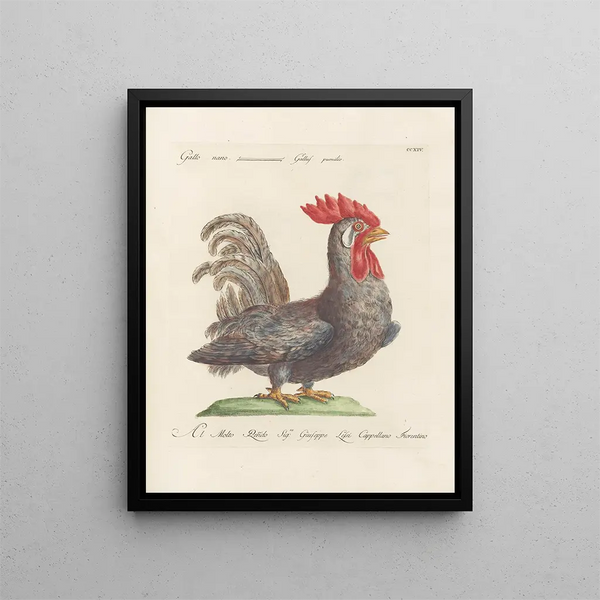 L'ornithologie heeft methodisch verteerd Pl196 - Saverio Manetti — ingelijst kunstwerk aan de muur