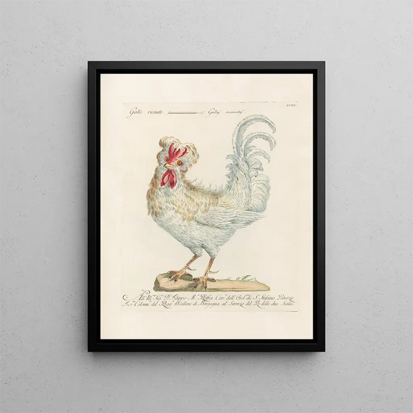 L'ornithologie heeft methodisch verteerd Pl197 - Saverio Manetti — ingelijst kunstwerk aan de muur