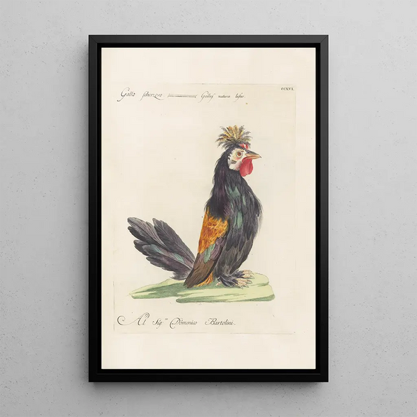 Saverio Manetti - Ornithologia methodice digesta Pl198.webp