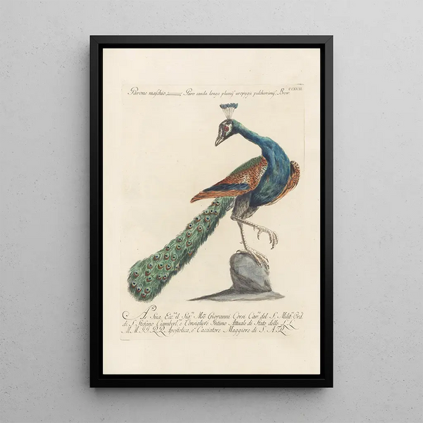 Saverio Manetti - Ornithologia methodice digesta Pl199.webp