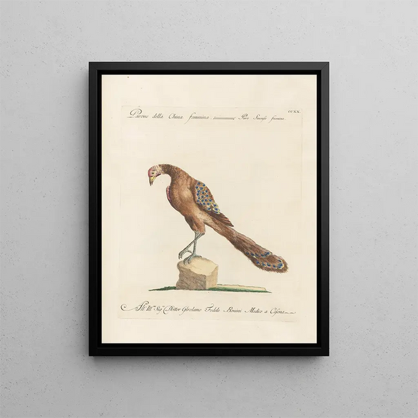 Ornithologie methodisch verteerd Pl202 - Saverio Manetti — ingelijst kunstwerk aan de muur