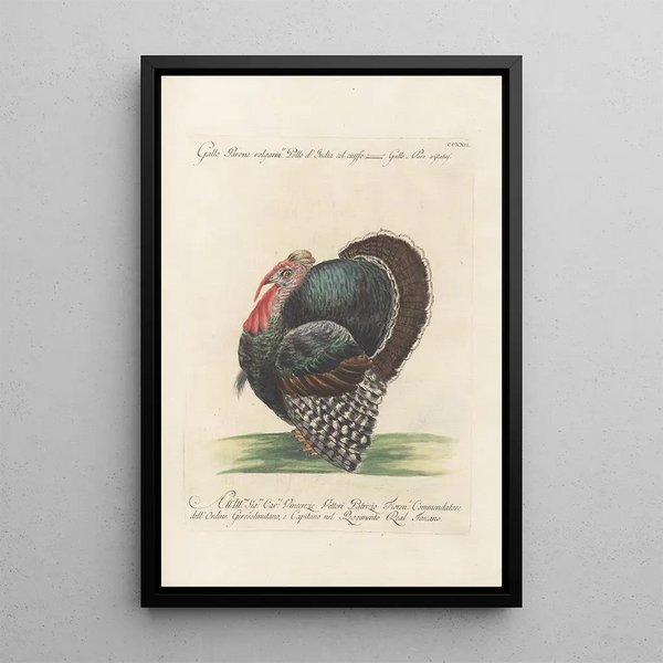 Saverio Manetti - Ornithologia methodice digesta Pl204.webp