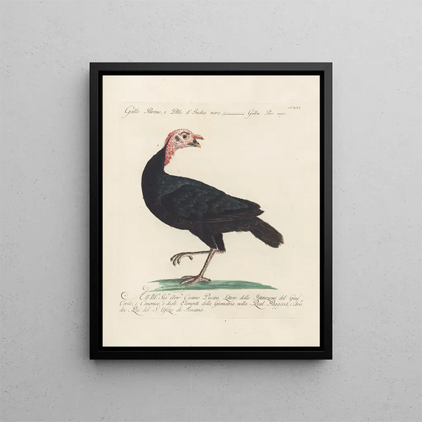 Vogelkennis systematisch geordend Pl207 - Saverio Manetti — ingelijst kunstwerk aan de muur