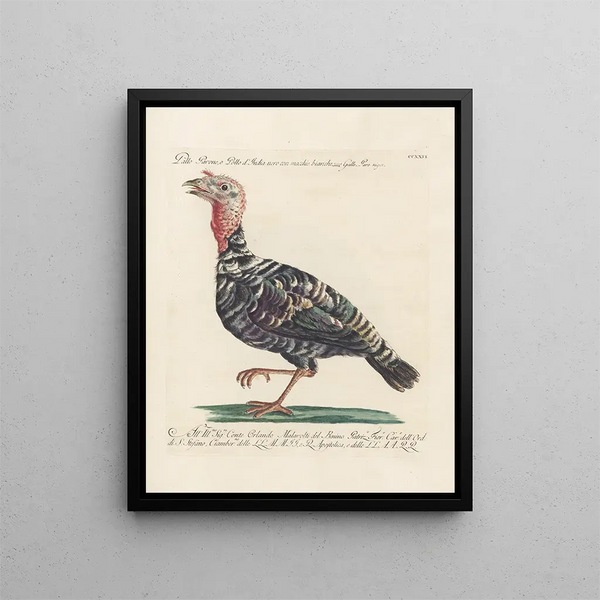 Vogelkennis systematisch geordend Pl208 - Saverio Manetti — ingelijst kunstwerk aan de muur