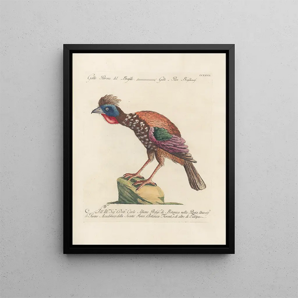 Vogelkennis systematisch geordend Pl209 - Saverio Manetti — ingelijst kunstwerk aan de muur