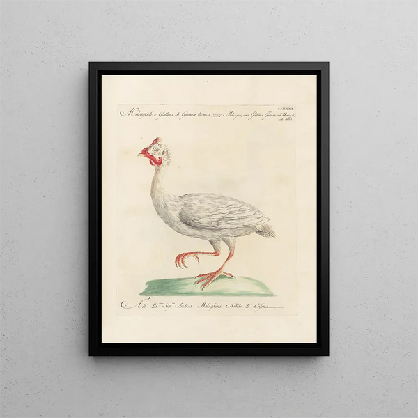 L'ornithologie a méthodiquement gedigestieerd Pl213 - Saverio Manetti — ingelijst kunstwerk aan de muur