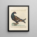 L'ornithologie kunstdruk methodisch verteerd Pl217 - Saverio Manetti — ingelijst kunstwerk aan de muur