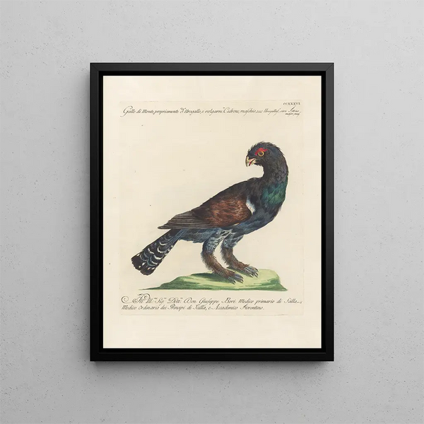 L'ornithologie heeft methodisch verteerd Pl218 - Saverio Manetti — ingelijst kunstwerk aan de muur