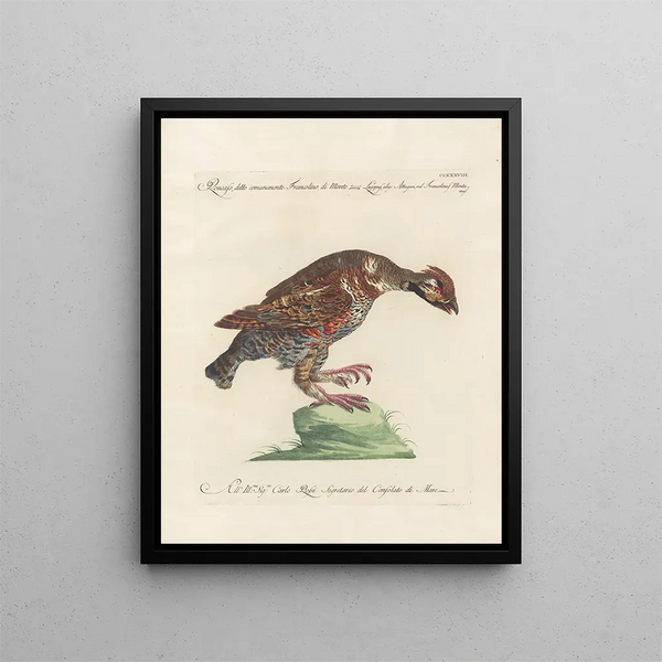 Saverio Manetti - Ornithologia methodice digesta Pl220.webp
