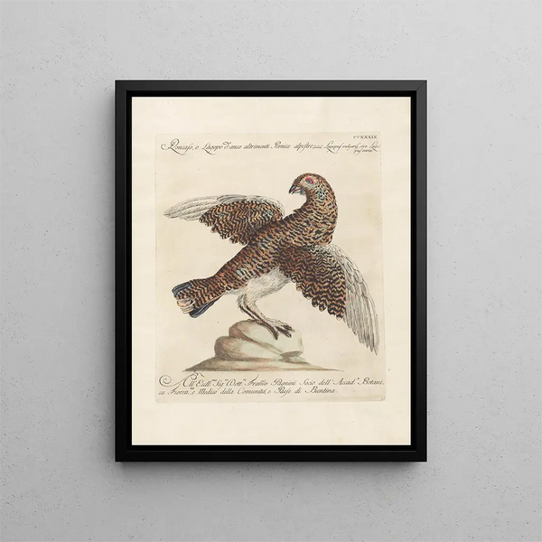 L'ornithologie kunstdruk op methodische wijze gedigest Pl221 - Saverio Manetti — ingelijst kunstwerk aan de muur