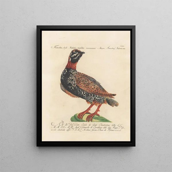 Vogelkennis systematisch geordend Pl223 - Saverio Manetti — ingelijst kunstwerk aan de muur