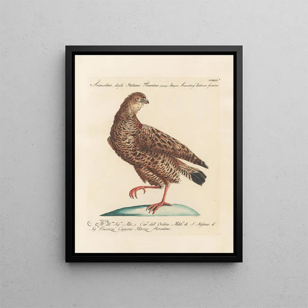 L'ornithologie heeft methodisch verteerd Pl224 - Saverio Manetti — ingelijst kunstwerk aan de muur
