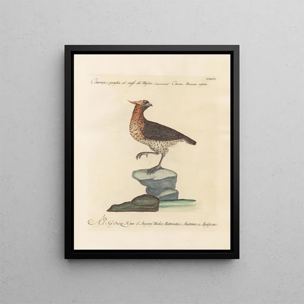 Vogelkennis systematisch verwerkt Pl228 - Saverio Manetti — ingelijst kunstwerk aan de muur