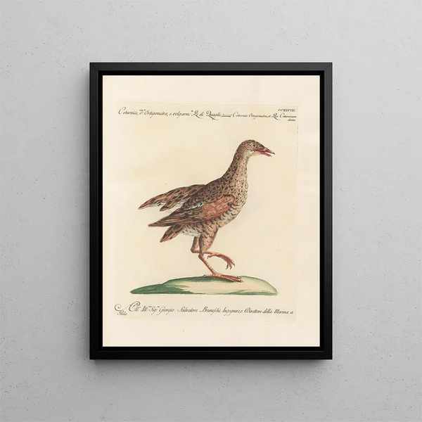 Vogelkennis systematisch geordend Pl230 - Saverio Manetti — ingelijst kunstwerk aan de muur