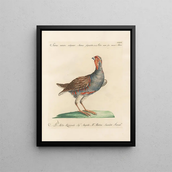 L'ornithologie heeft methodisch verteerd Pl231 - Saverio Manetti — ingelijst kunstwerk aan de muur