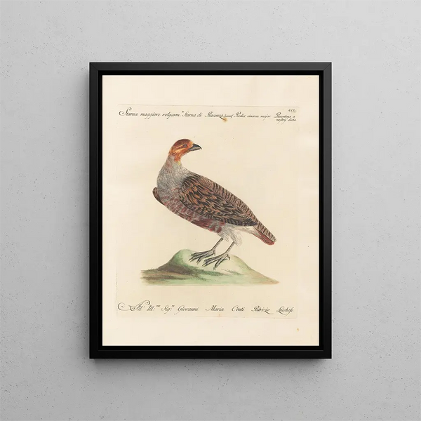 L'ornithologie heeft methodisch verteerd Pl232 - Saverio Manetti — ingelijst kunstwerk aan de muur