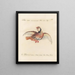 Vogelkennis systematisch verwerkt Pl235 - Saverio Manetti — ingelijst kunstwerk aan de muur