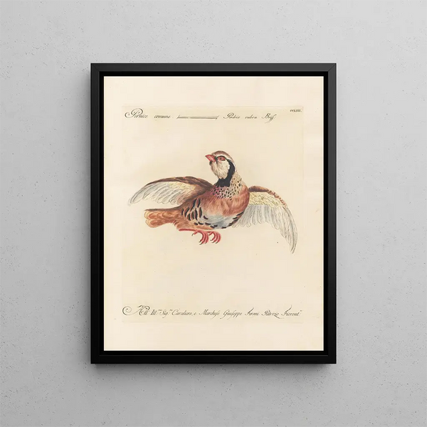 Vogelkennis systematisch verwerkt Pl235 - Saverio Manetti — ingelijst kunstwerk aan de muur