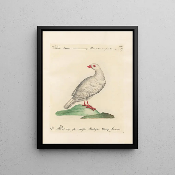 Saverio Manetti - Ornithologia methodice digesta Pl237.webp